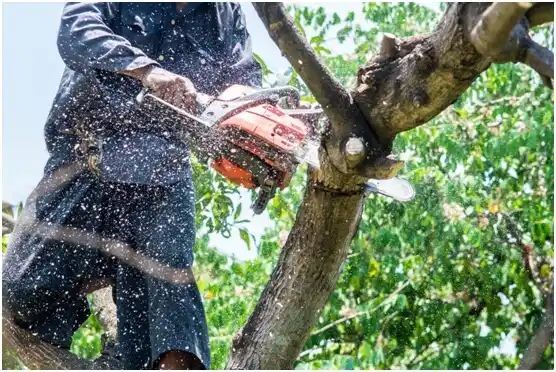 tree services Lockhart